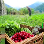 Solidarische Landwirtschaft - Wirtschaften mal menschlich