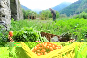 Solidarische Landwirtschaft - Wirtschaften mal menschlich 